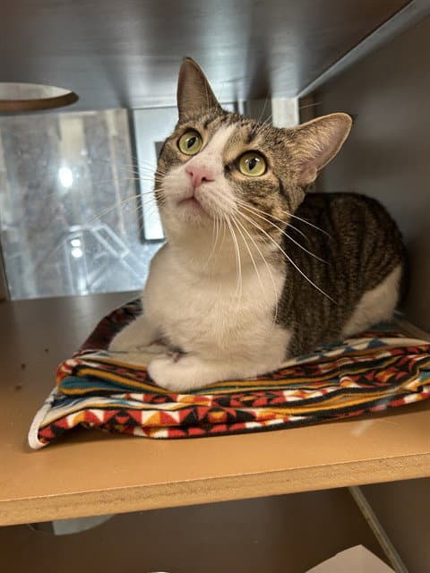 Maxine - Domestic Short Hair