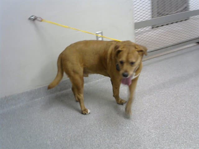 Butch - Labrador Retriever
