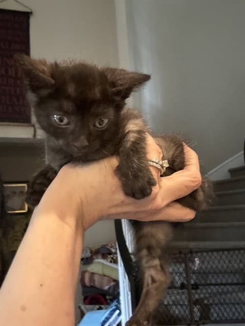 Unknown - Domestic Short Hair