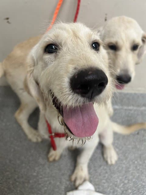 Unknown - Labrador Retriever