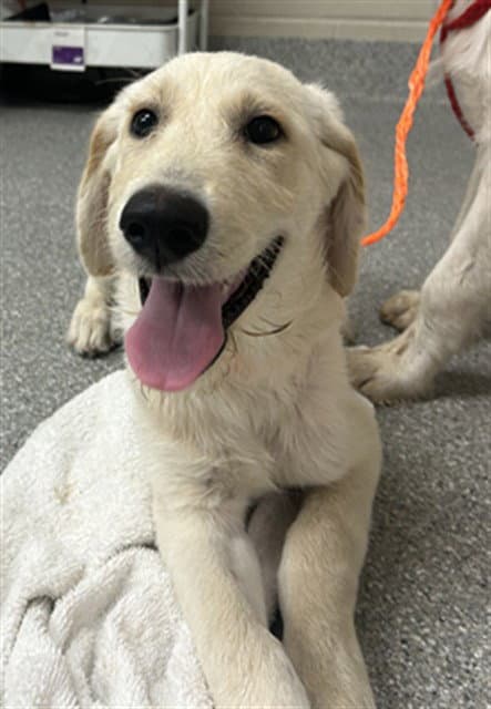 Unknown - Labrador Retriever