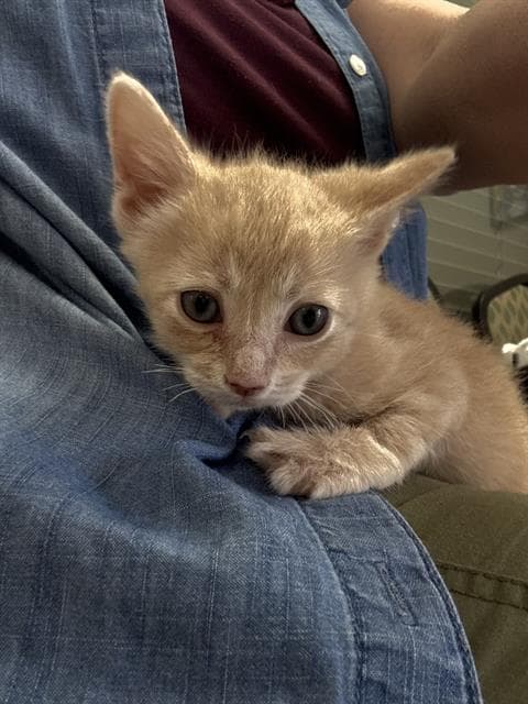 Unknown - Domestic Short Hair