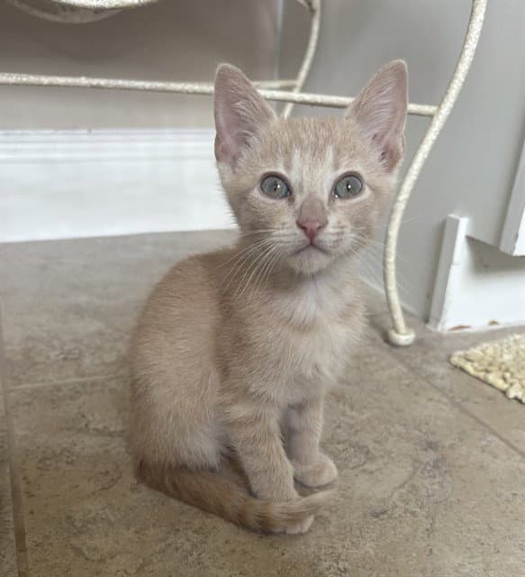 Willow - Domestic Short Hair