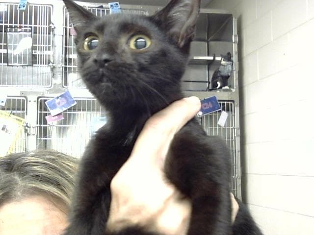 Fig - Domestic Short Hair