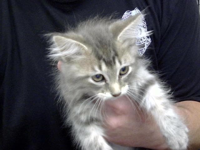 Unknown - Domestic Long Hair