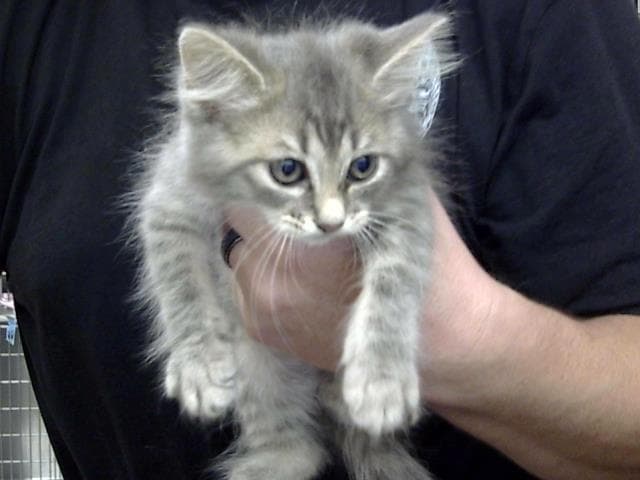 Unknown - Domestic Long Hair