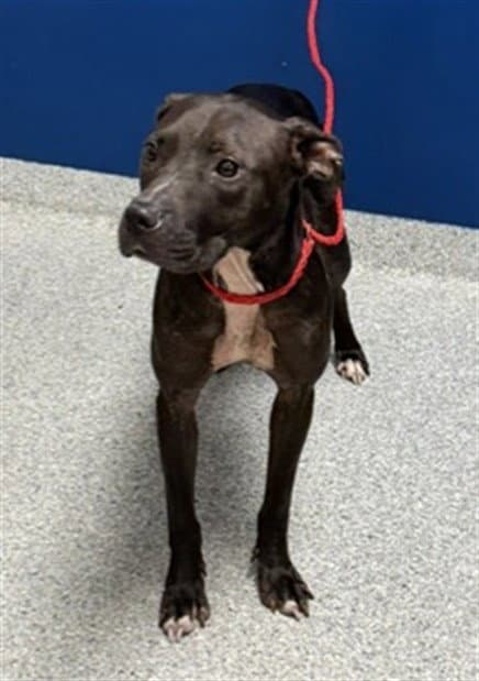 Love Bug - Staffordshire Bull Terrier