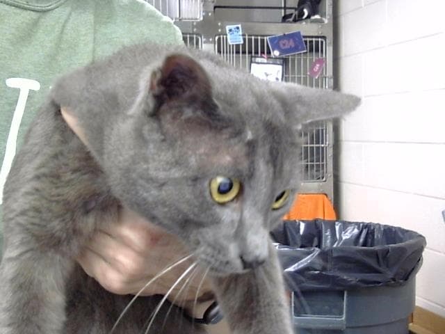 Unknown - Domestic Short Hair