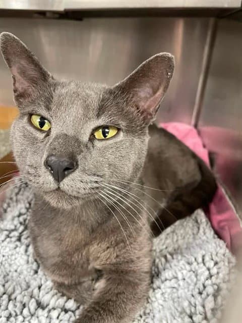Unknown - Domestic Short Hair