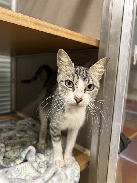 Unknown - Domestic Short Hair