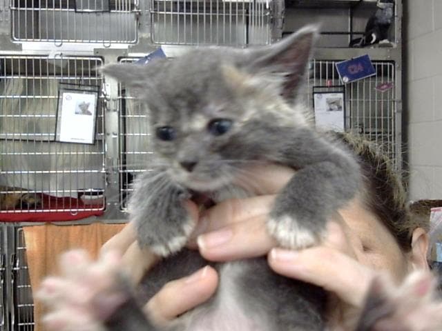 Unknown - Domestic Short Hair