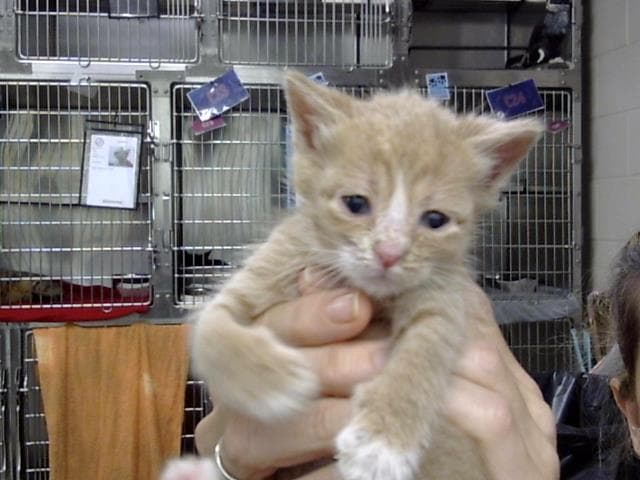 Unknown - Domestic Short Hair