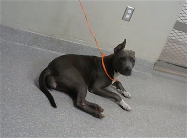Athena - American Pit Bull Terrier