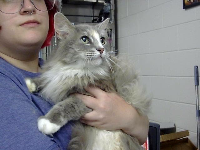 Unknown - Domestic Medium Hair