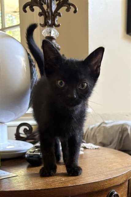 Forrest - Domestic Short Hair