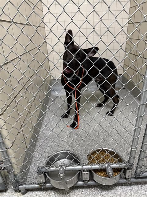 Unknown - American Pit Bull Terrier