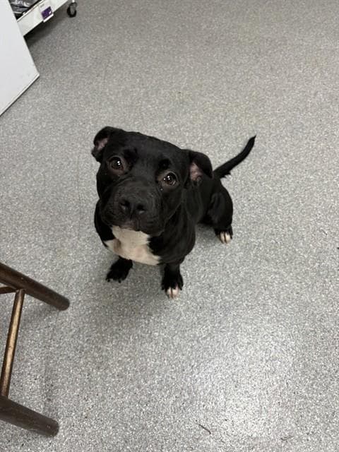 Shadow - American Pit Bull Terrier