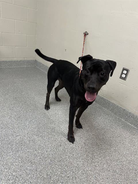 Koda - Labrador Retriever