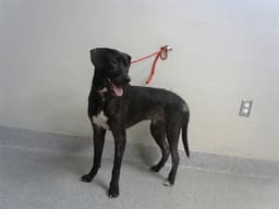 Bruno image 1