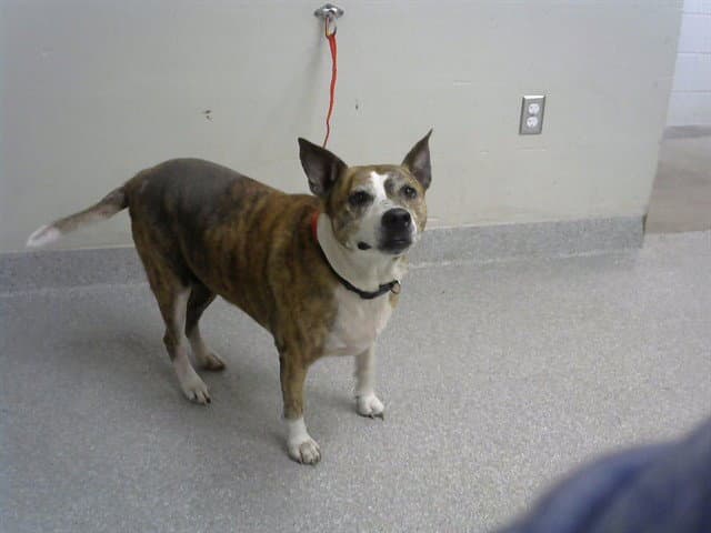 Piper - American Pit Bull Terrier