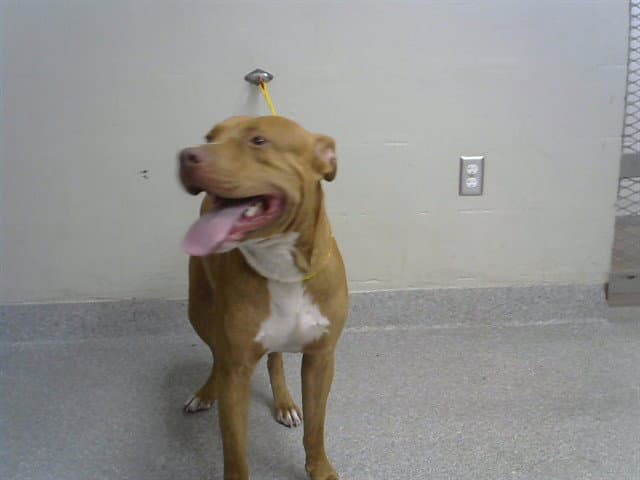 Lilly - Staffordshire Bull Terrier