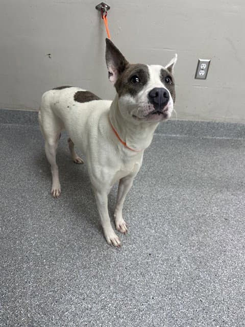 Unknown - American Pit Bull Terrier