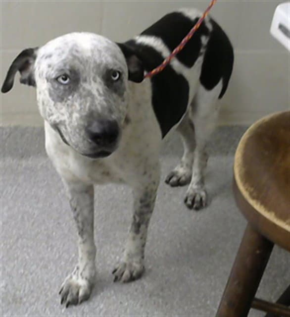 Smiley - Catahoula Leopard Dog