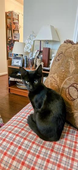 Kitty image 1