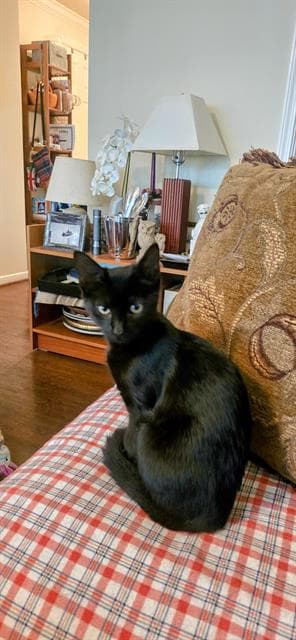Kitty - Domestic Short Hair