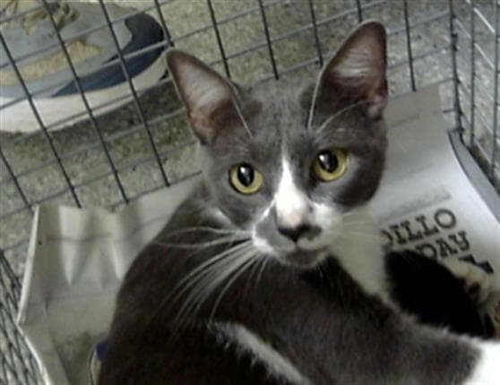 Unknown - Domestic Short Hair