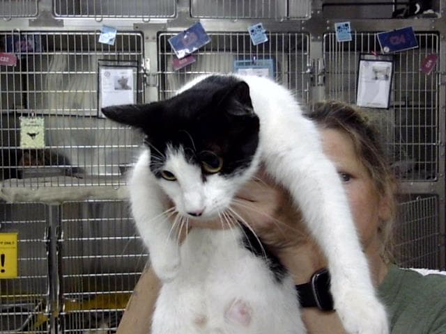Unknown - Domestic Short Hair