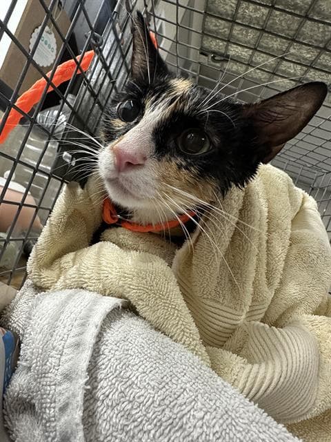 Unknown - Domestic Short Hair