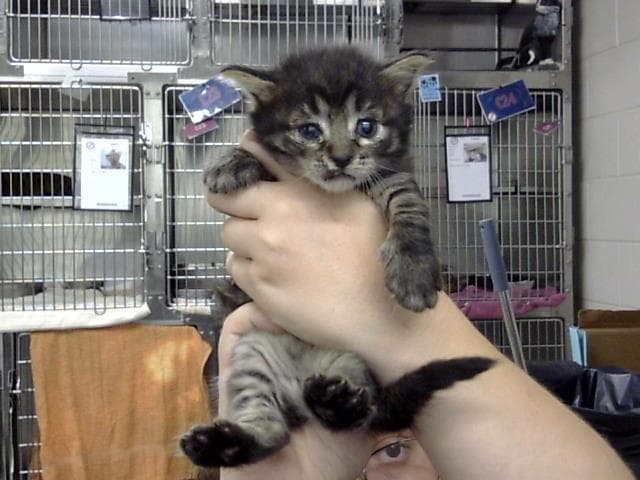 Unknown - Domestic Short Hair
