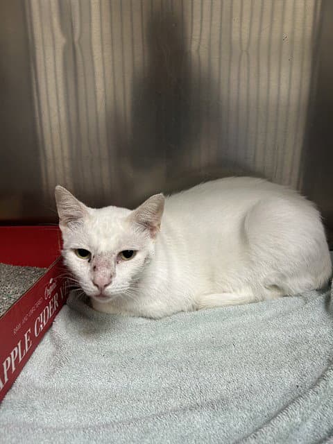Unknown - Domestic Short Hair