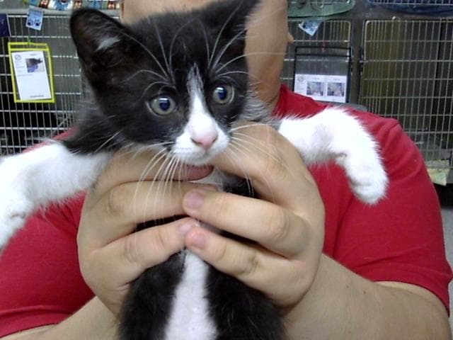 Amor - Domestic Short Hair