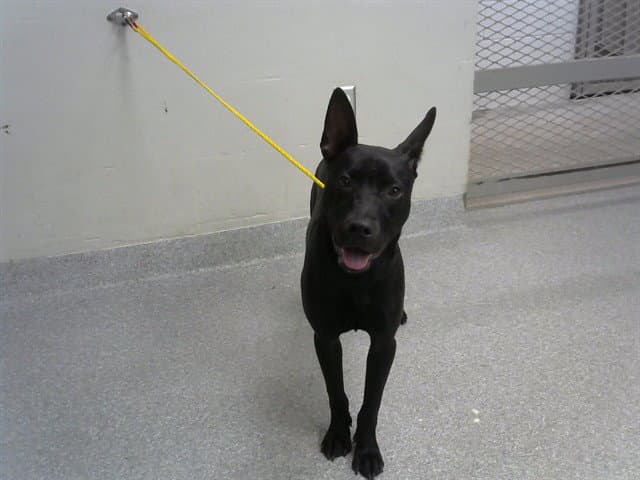 Stryder - German Shepherd Dog