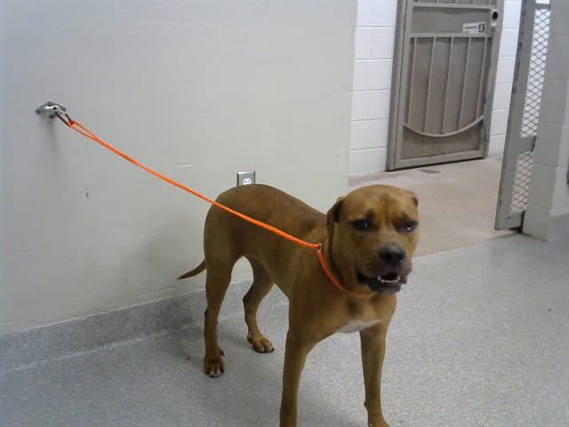 Unknown - Boxer
