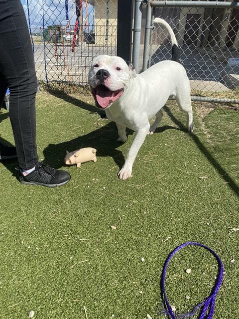 Chase - American Pit Bull Terrier