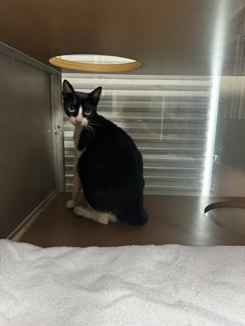 Sam - Domestic Short Hair