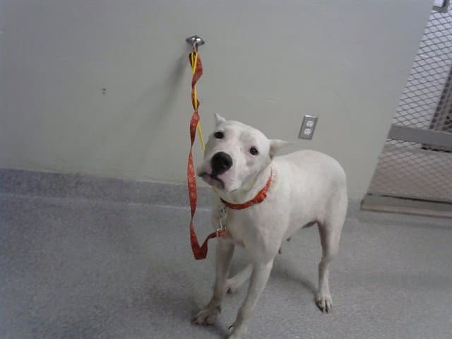 Snow - Dogo Argentino