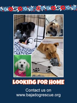 Rescue Dog image 1