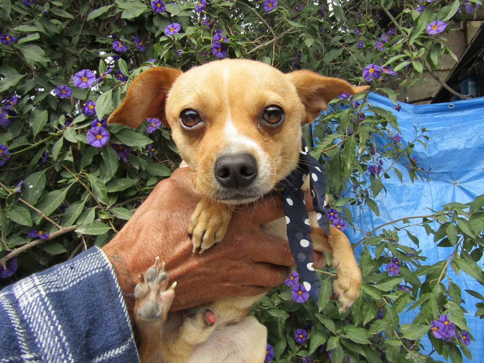 Charles - Chihuahua