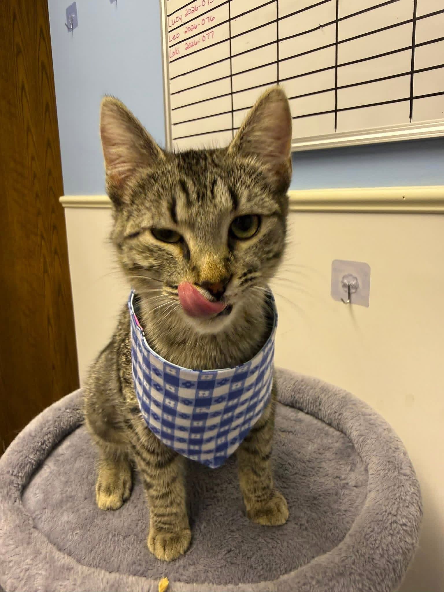 Serena - Domestic Short Hair