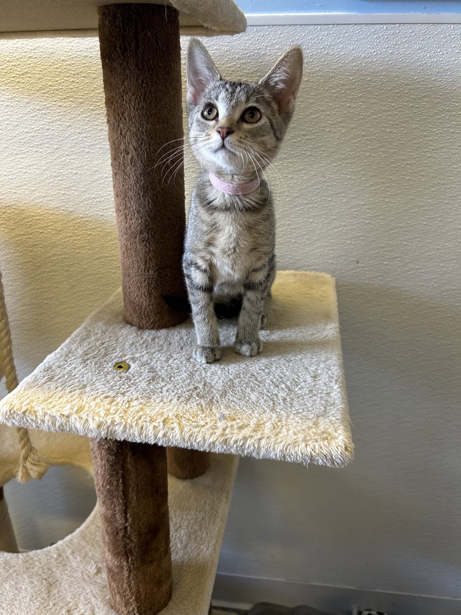 Lucy - Domestic Short Hair