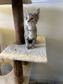 Lucy image 2