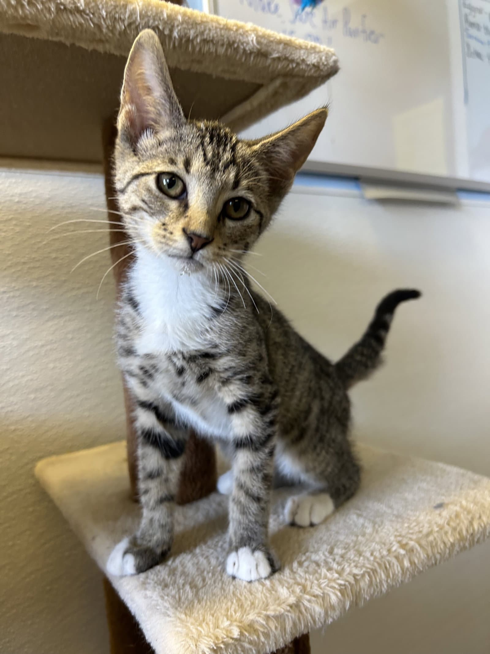 Leo - Domestic Short Hair
