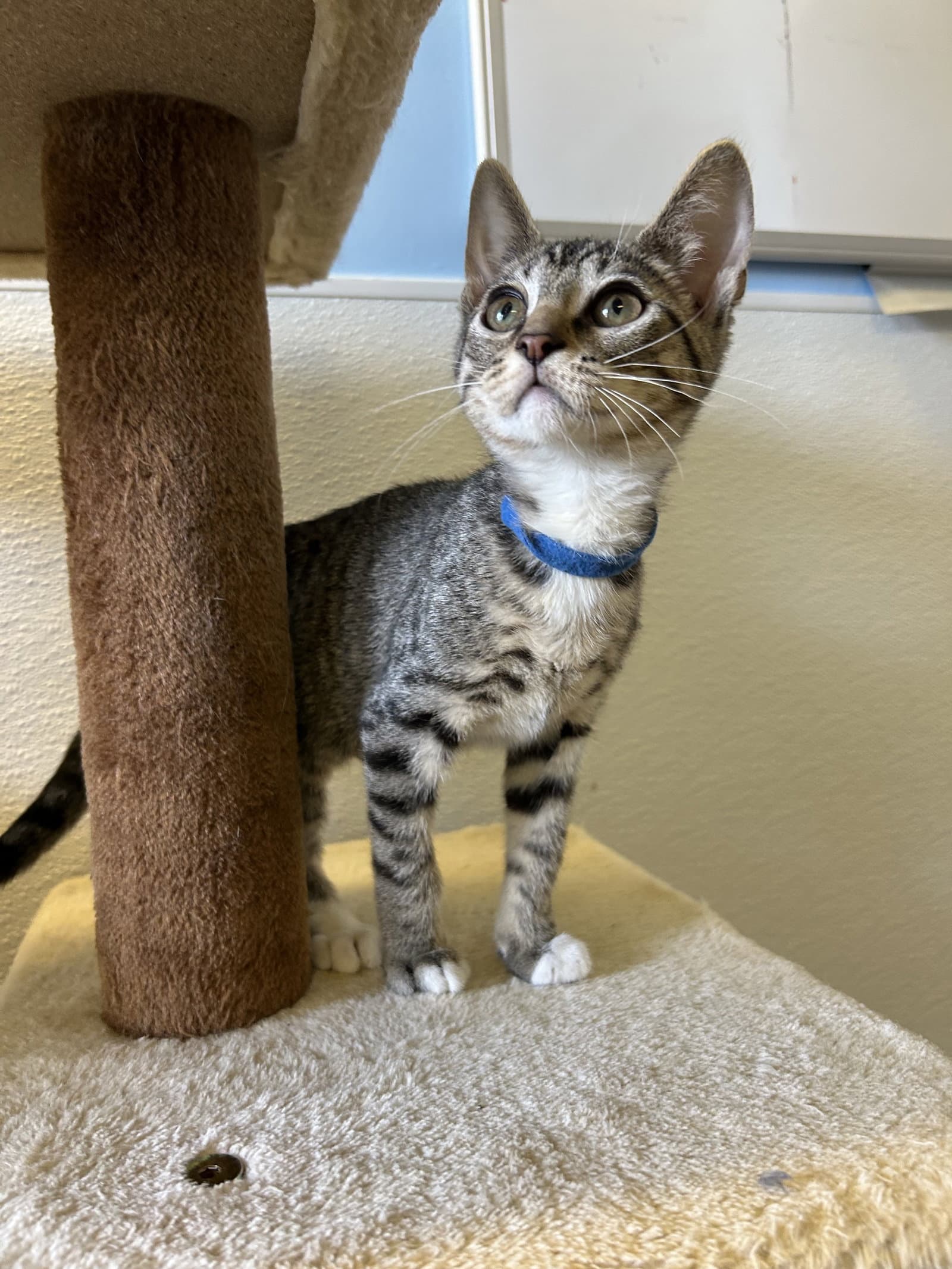 Loki - Domestic Short Hair