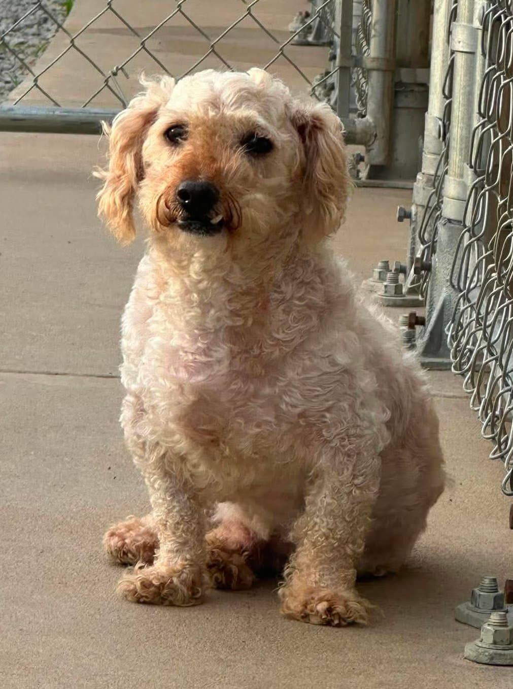Sam - Poodle (Miniature)