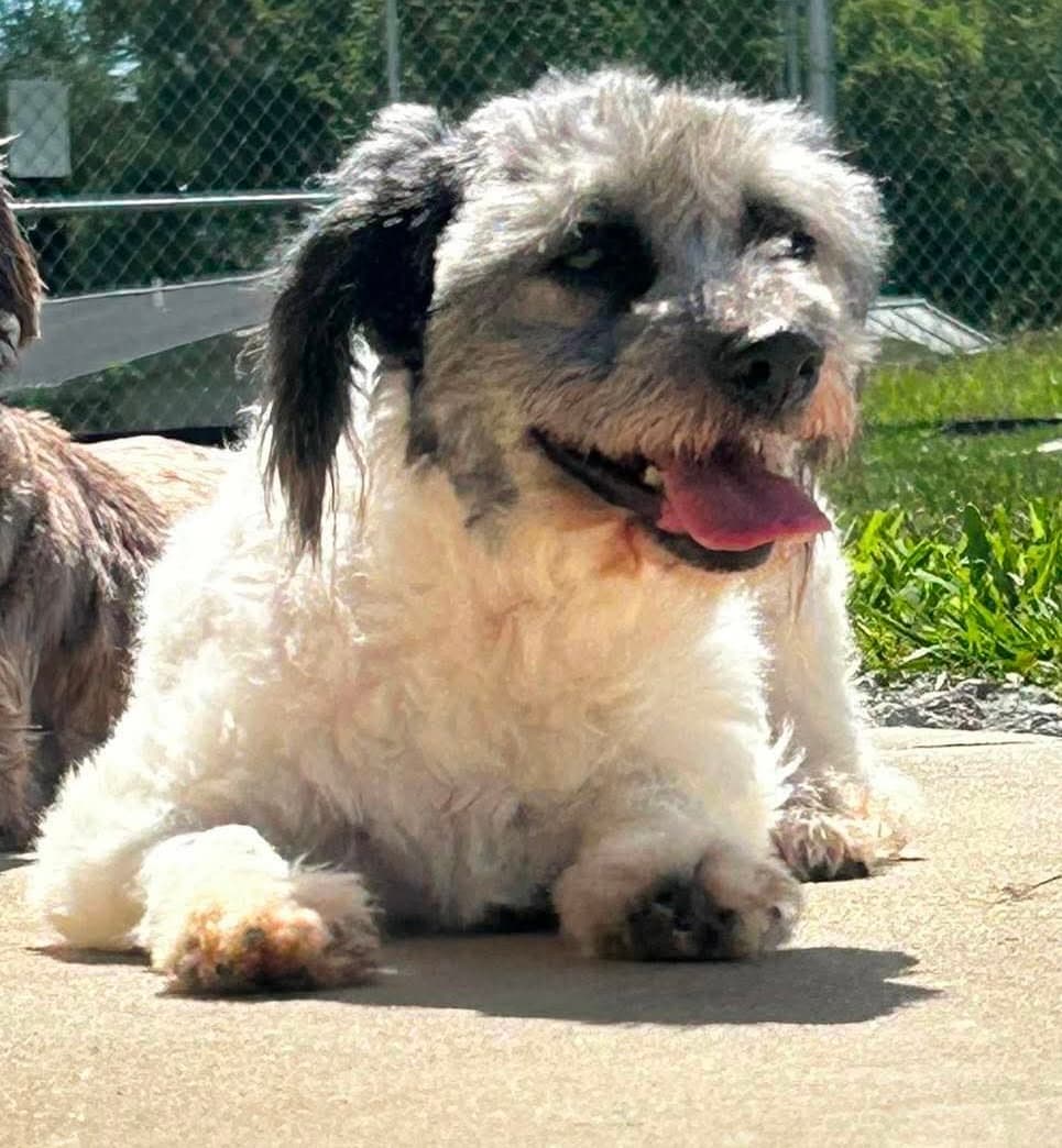 Roxi - Havanese
