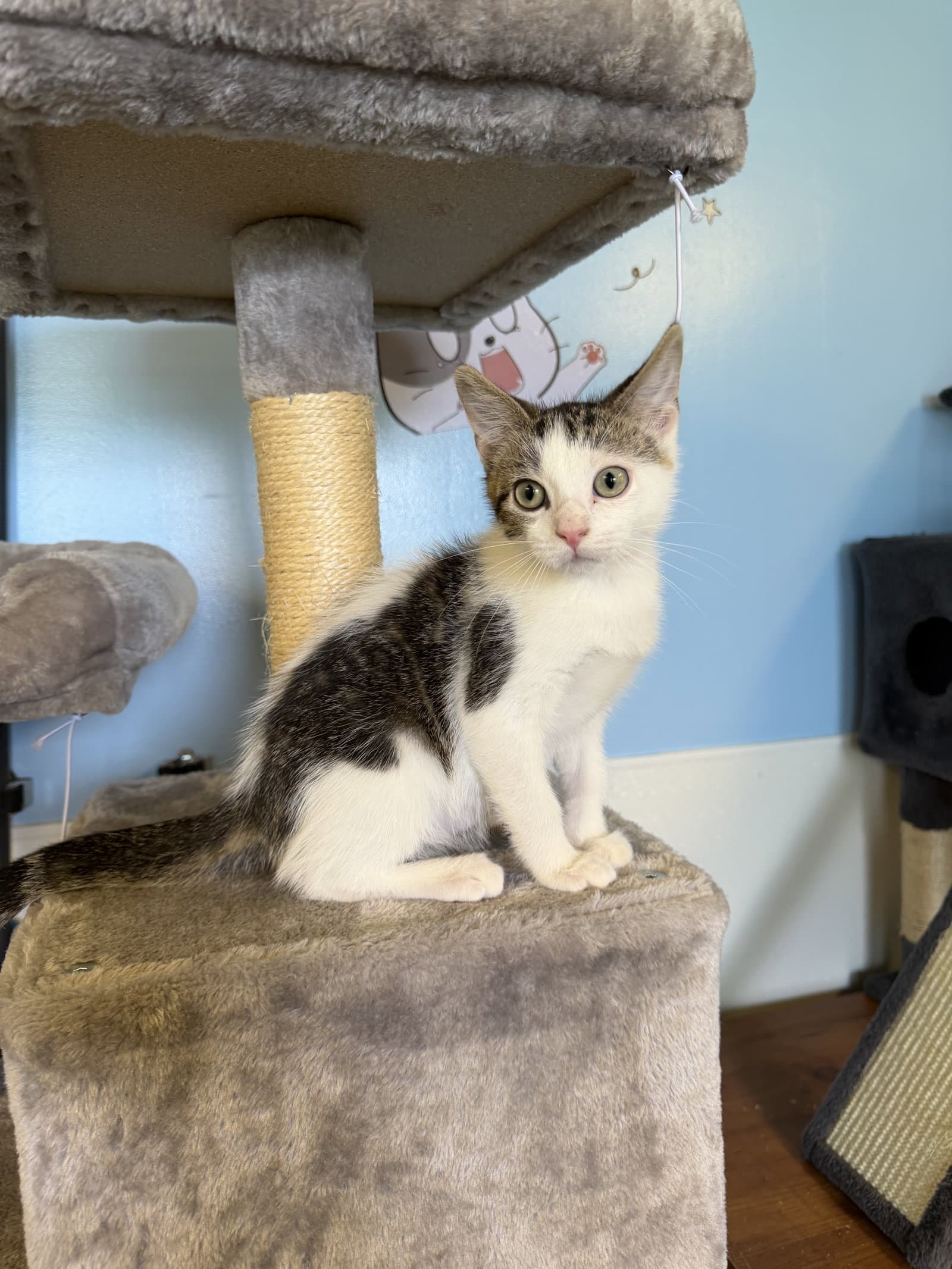 Hiccup - Domestic Short Hair